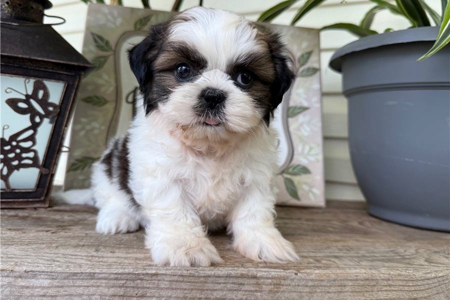 Reinrassige shih tzu welpen .