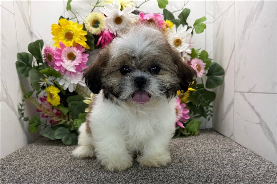 Reinrassige shih tzu welpen .