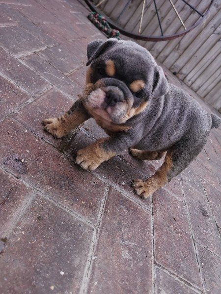 Englische Bulldoggenwelpen!