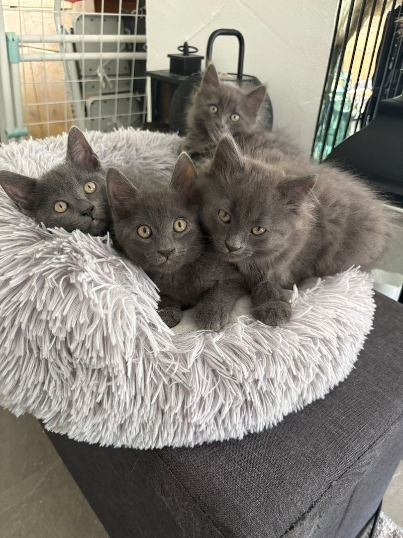 Süße Karthäuser-British Short Hair Mix Kitten