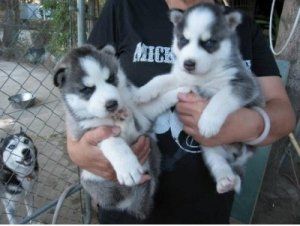 Siberian Husky Welpen,.