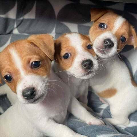 Jack-Russell-Welpen (Rüde und Hündin),,