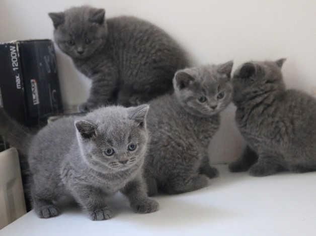 BKH Katzenbabys