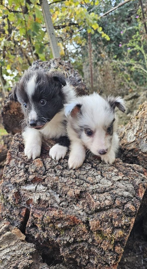 Sheltie-Junge
