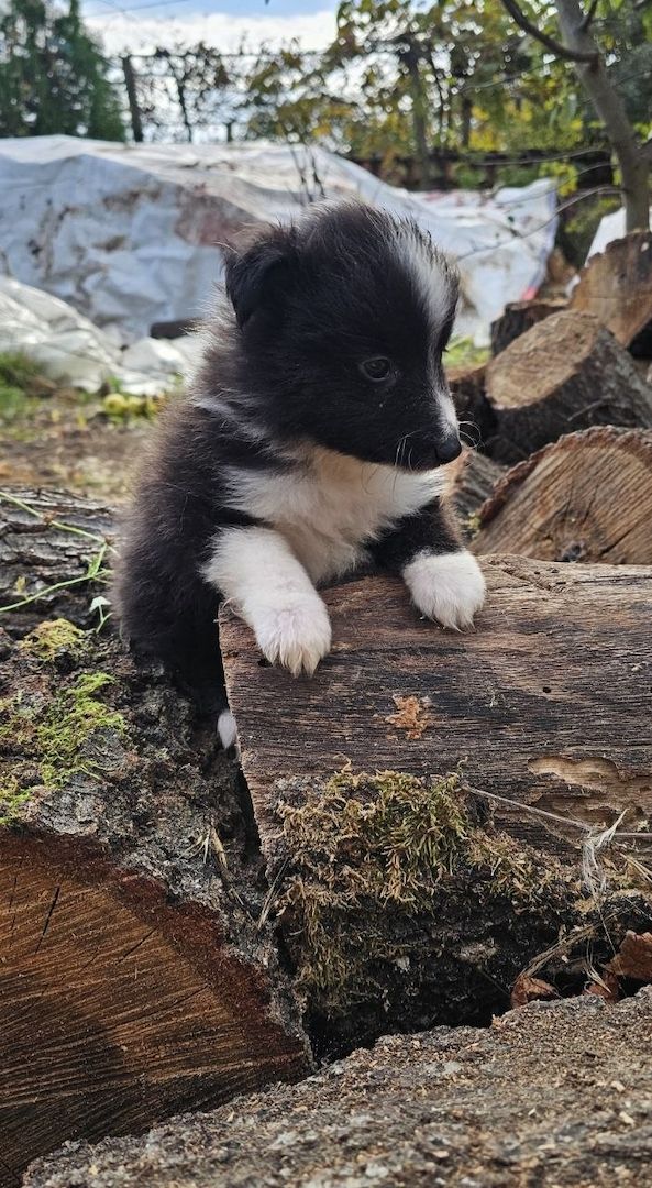 Sheltie-Junge