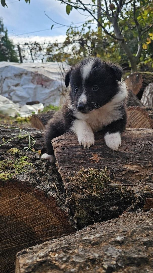 Sheltie-Junge
