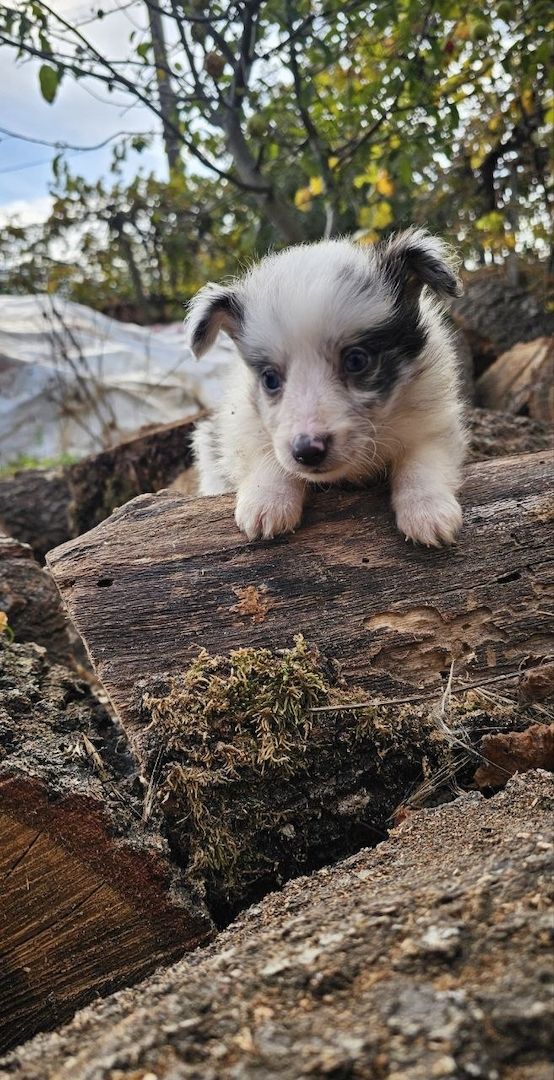 Sheltie-Junge