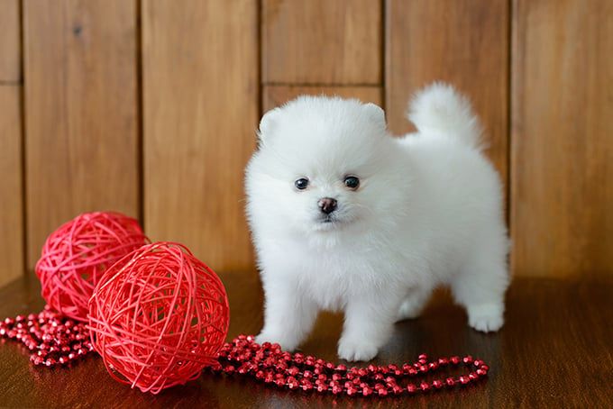 Pomeranian-Welpen verfügbar