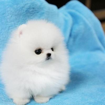 Zwergspitz/ Pomeranian mini Welpen