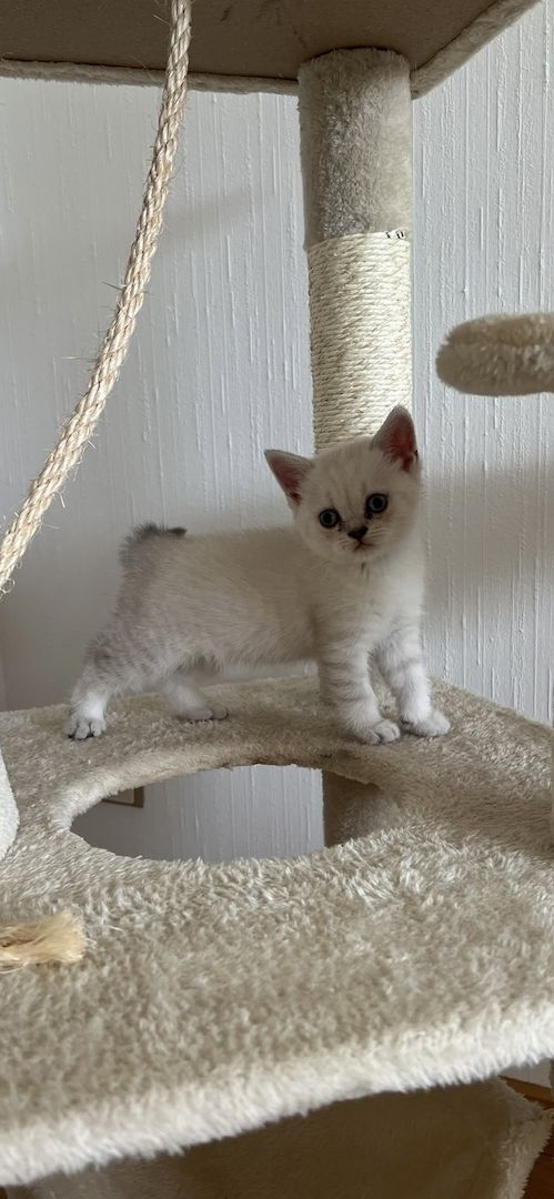 BKH & BLH Kitten - British Kurzhaar & British Langhaar Katzen