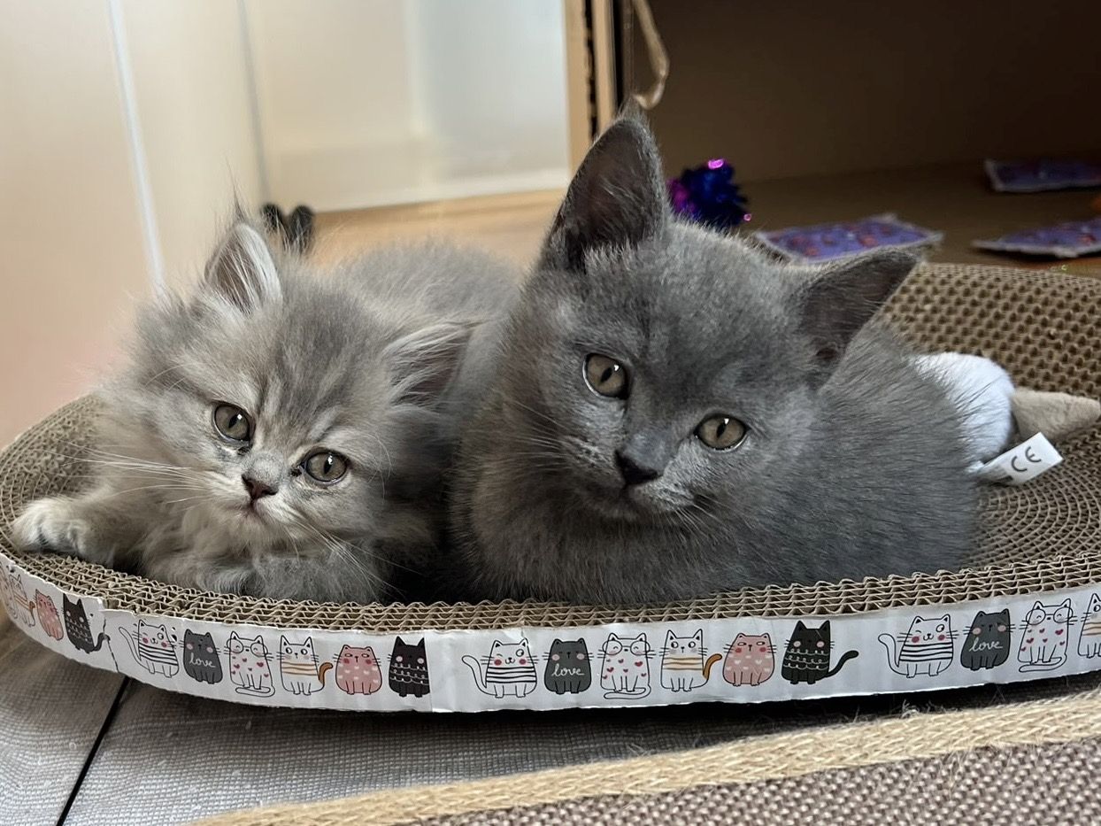 BKH & BLH Kitten - British Kurzhaar & British Langhaar Katzen