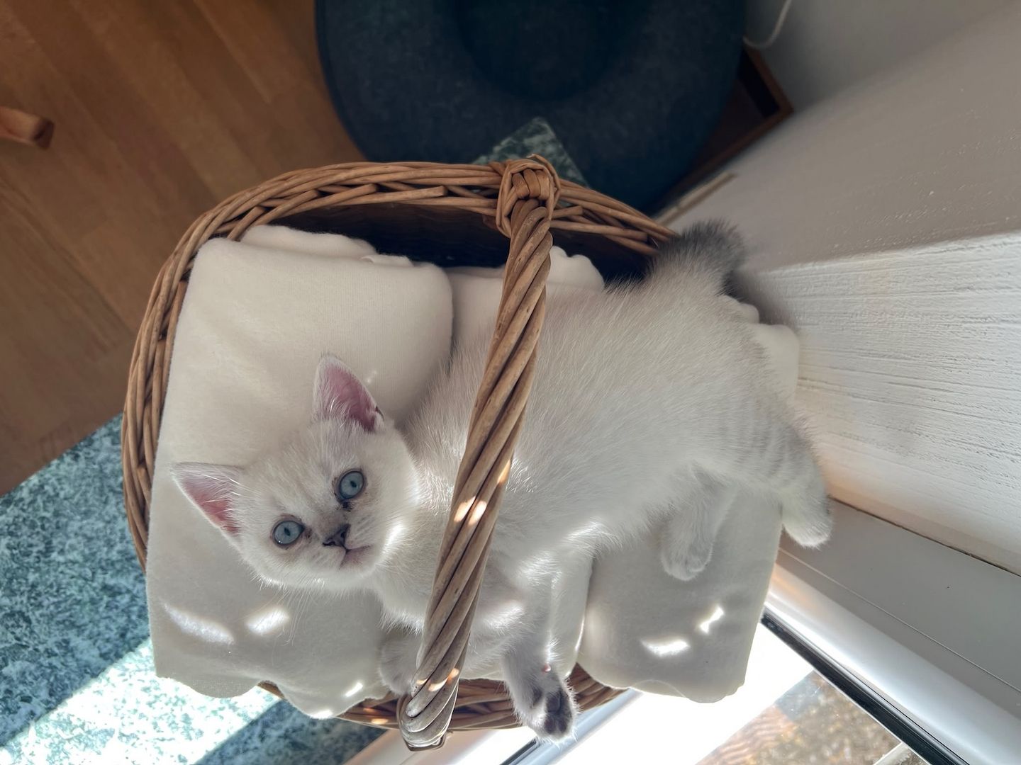 BKH & BLH Kitten - British Kurzhaar & British Langhaar Katzen