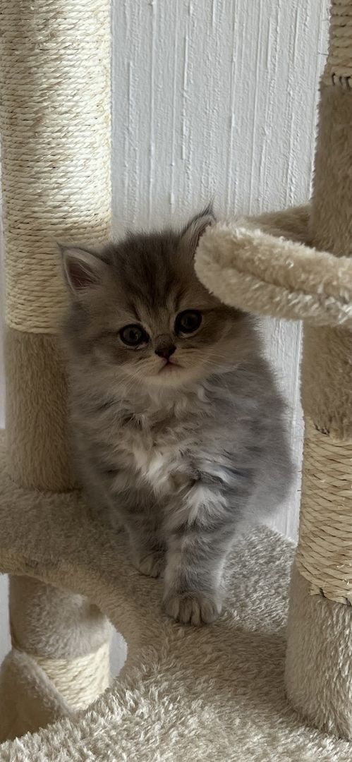 BKH & BLH Kitten - British Kurzhaar & British Langhaar Katzen