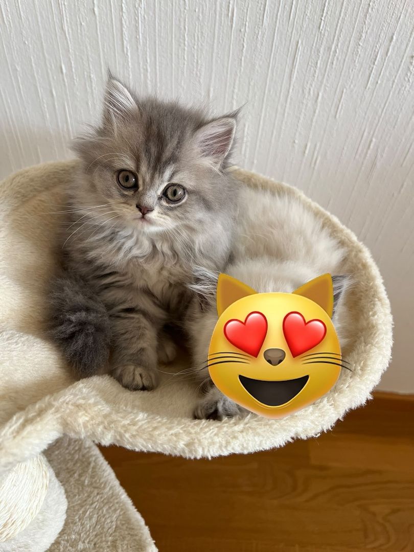 BKH & BLH Kitten - British Kurzhaar & British Langhaar Katzen