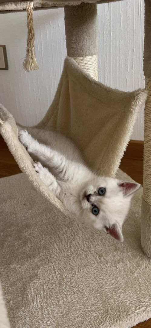 BKH & BLH Kitten - British Kurzhaar & British Langhaar Katzen