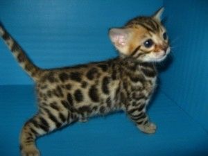 Niedliche Bengalkätzchen zur Adoption