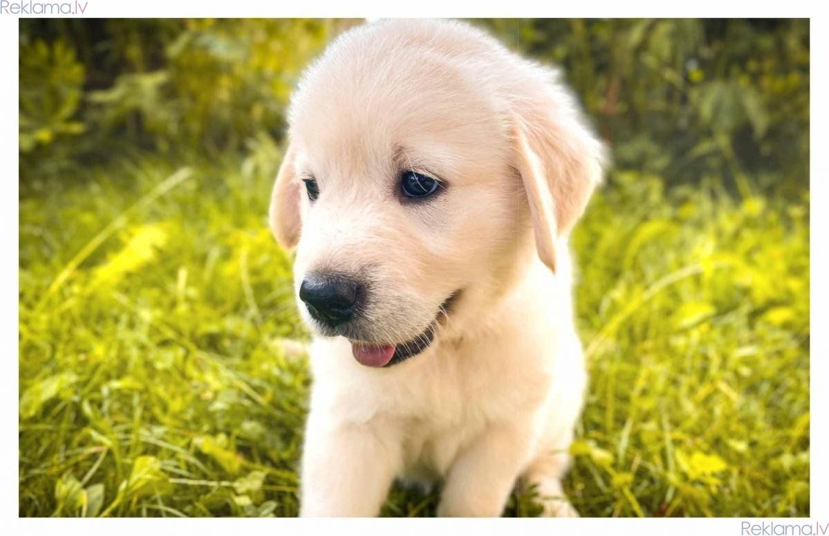 Golden-Retriever-Welpen