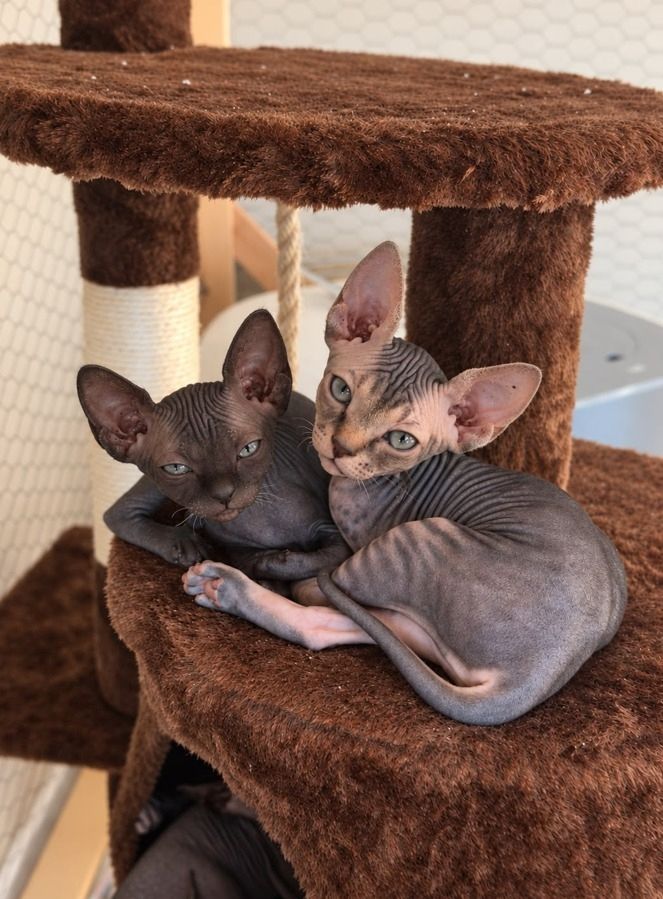 4 Sphynx Kitten suchen Zuhause :)