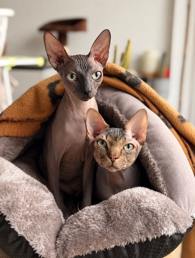4 Sphynx Kitten suchen Zuhause :)