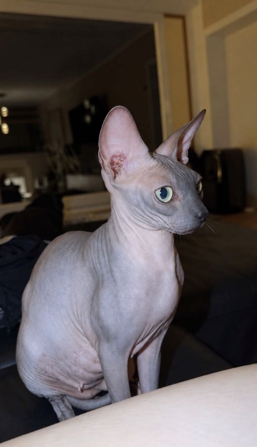 4 Sphynx Kitten suchen Zuhause :)