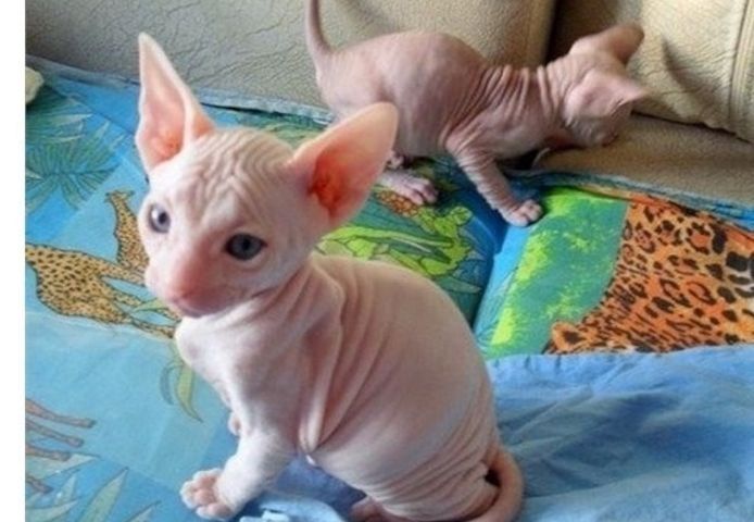 Liebliche und süße Sphynx-Kätzchen