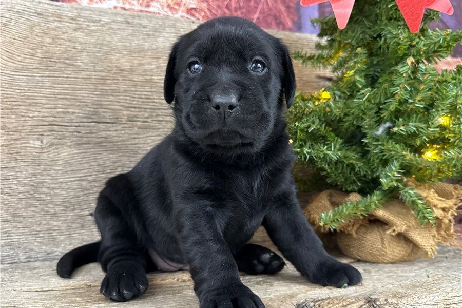 Wunderschöne Labrador Welpen suchen ihr Traumzuhause .