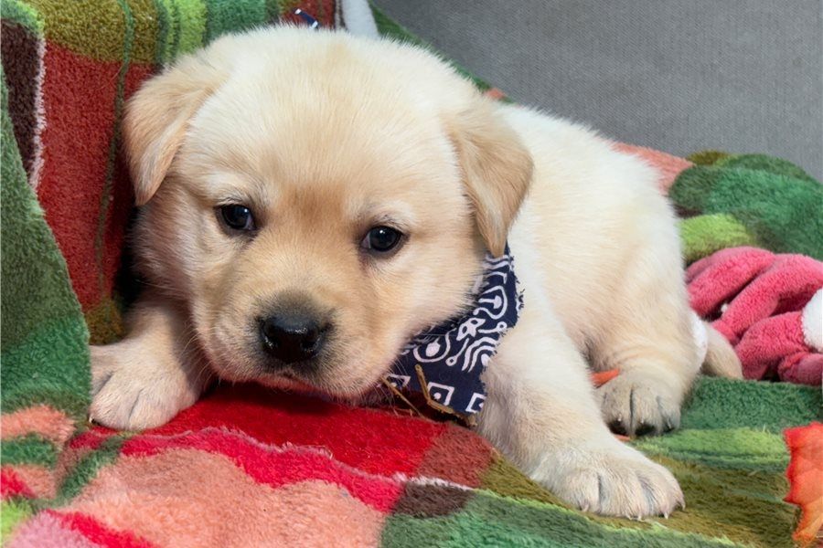 Wunderschöne Labrador Welpen suchen ihr Traumzuhause .