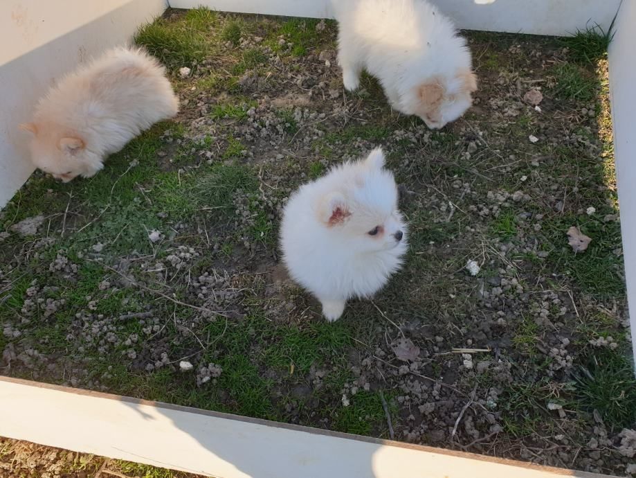 Angebot: Pomeranian-Welpen