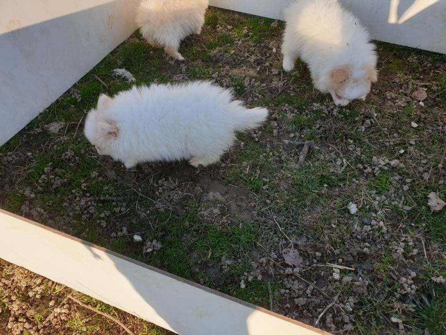 Angebot: Pomeranian-Welpen
