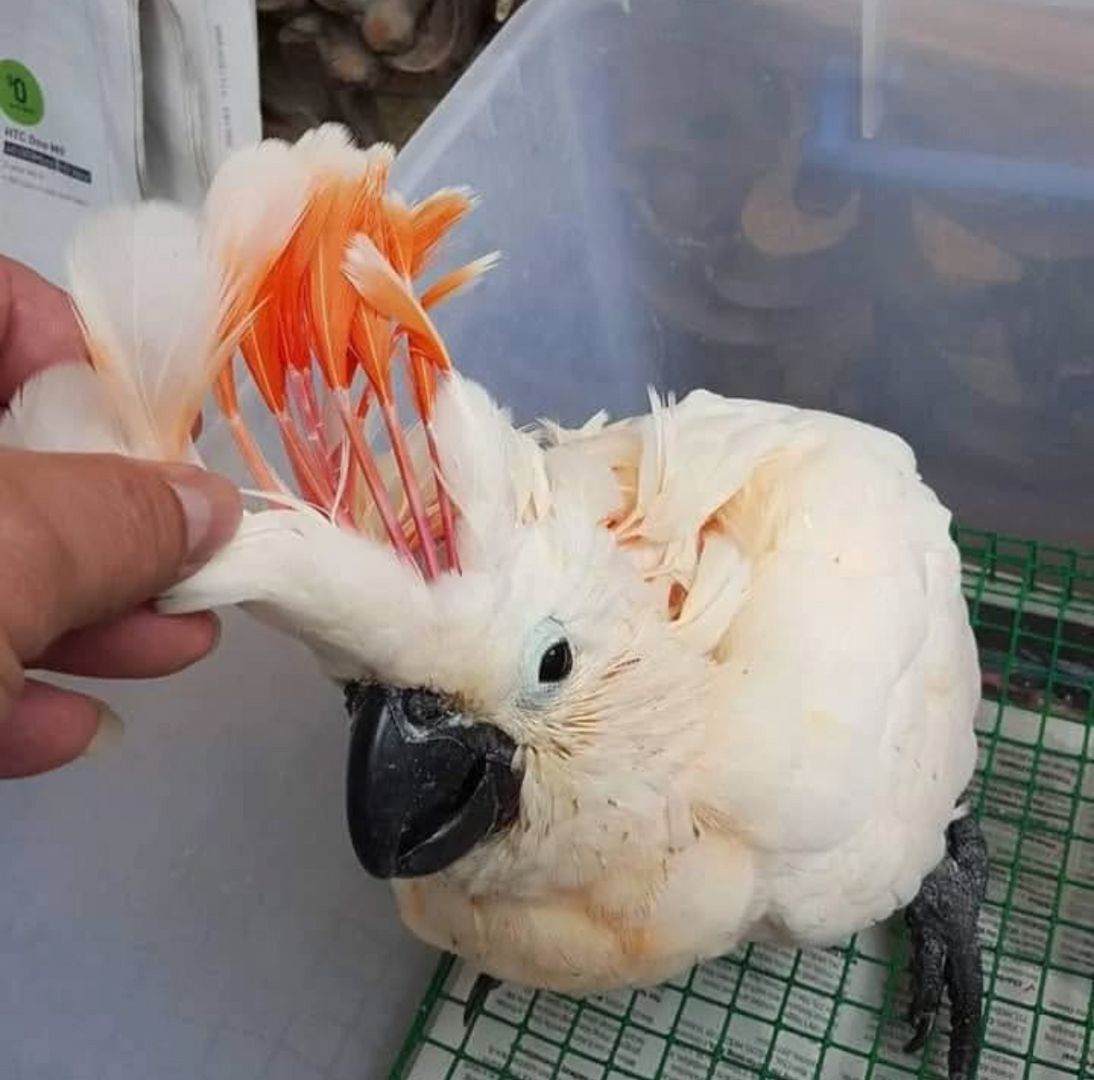 Molukken-Kakadu-Babys abzugeben – Männchen und Weibchen