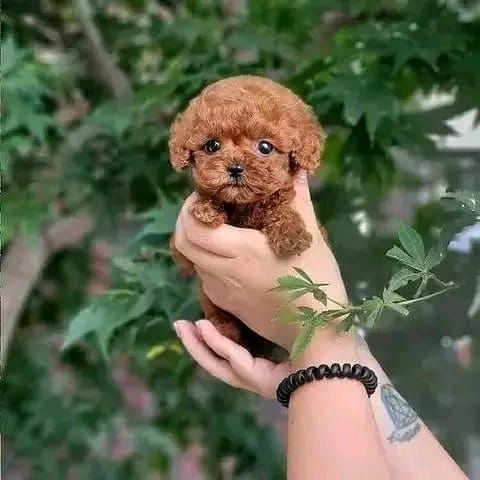 🐾 Poodle Puppy Available for Adoption 🐾