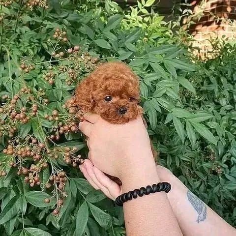 🐾 Poodle Puppy Available for Adoption 🐾