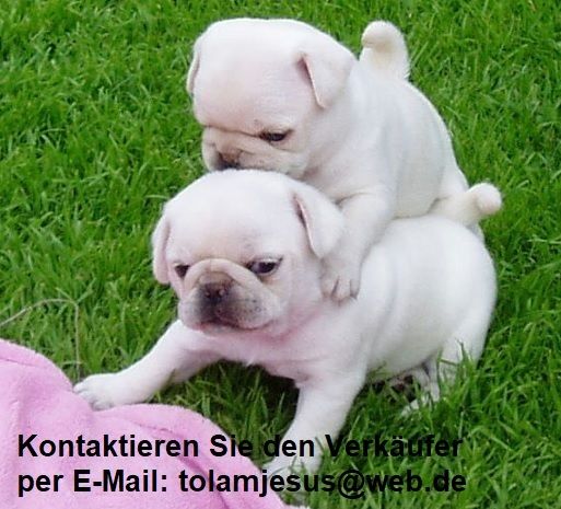 Weiß Mops welpen suchen ein neues zuhause