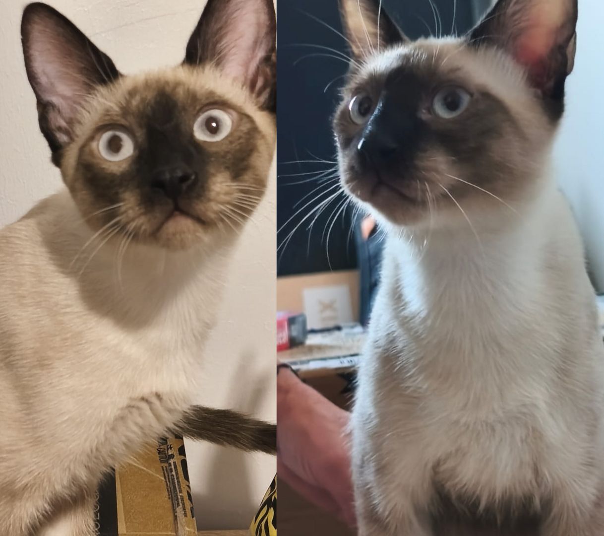 Saphir und Pearl, gemeinsam auf der Suche nach Iher Familie