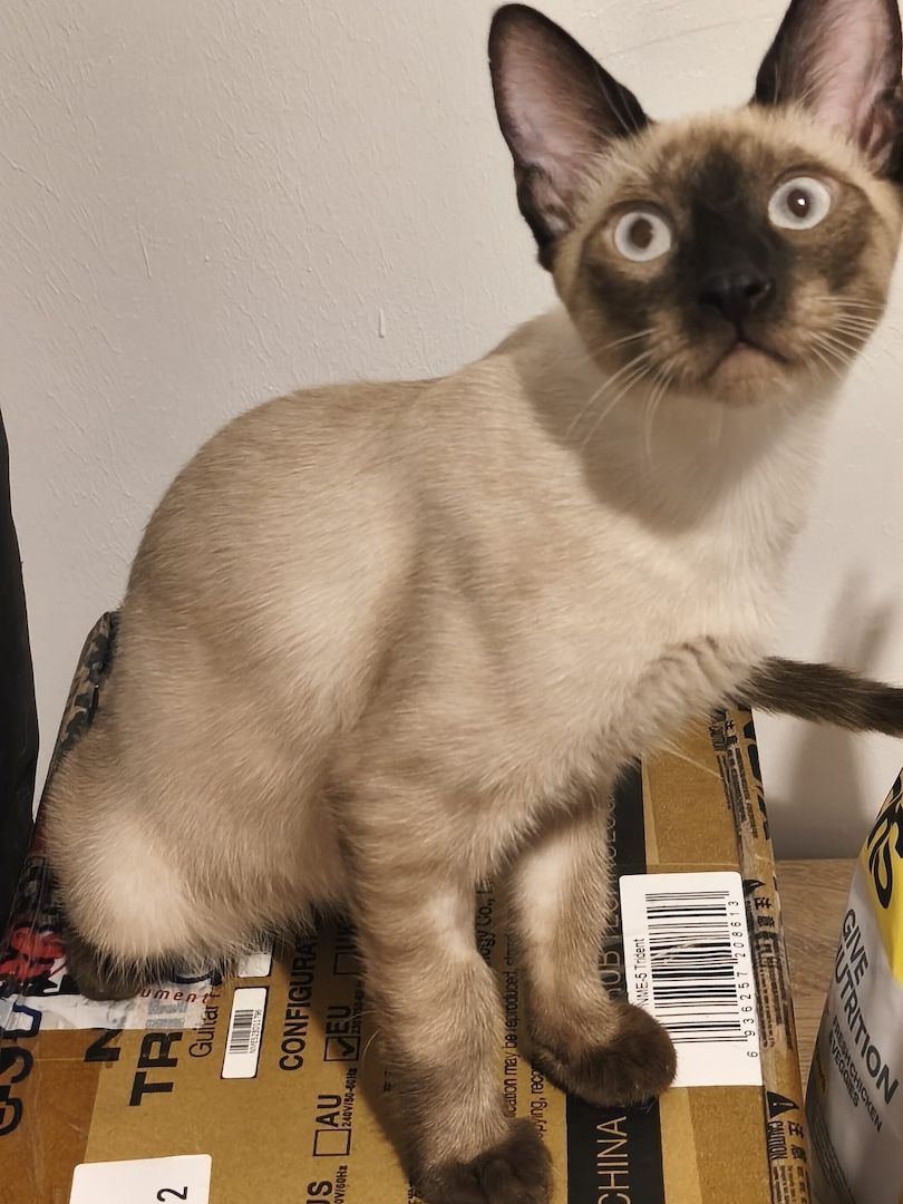 Saphir und Pearl, gemeinsam auf der Suche nach Iher Familie