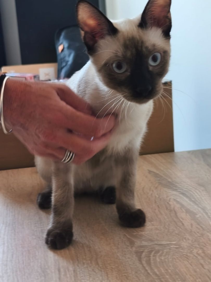 Saphir und Pearl, gemeinsam auf der Suche nach Iher Familie