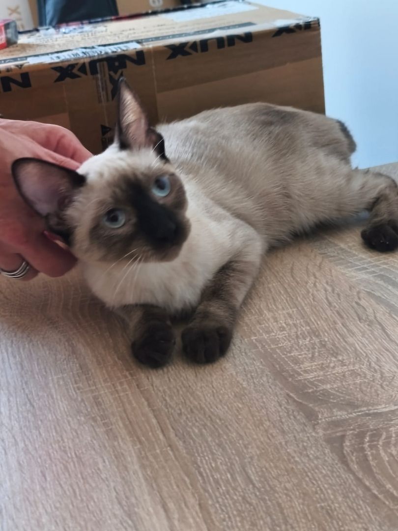 Saphir und Pearl, gemeinsam auf der Suche nach Iher Familie