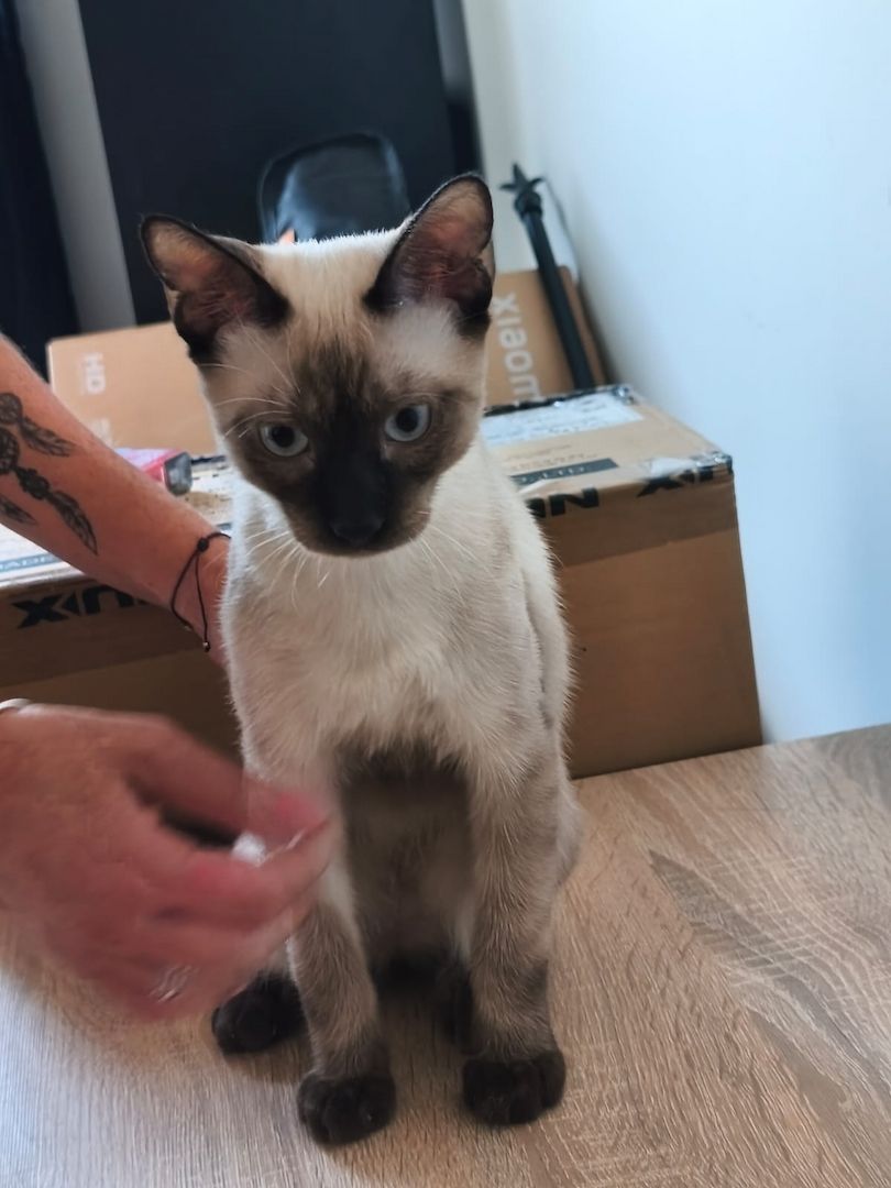 Saphir und Pearl, gemeinsam auf der Suche nach Iher Familie
