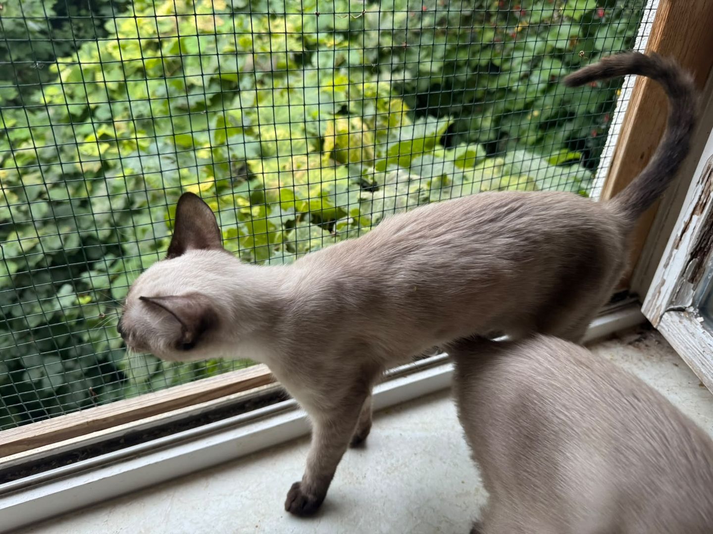 Saphir und Pearl, gemeinsam auf der Suche nach Iher Familie