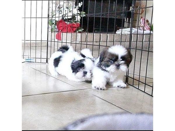 Shih-Tzu-Welpen