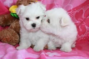 Malteser Welpen ZUM VERSCHENKEN