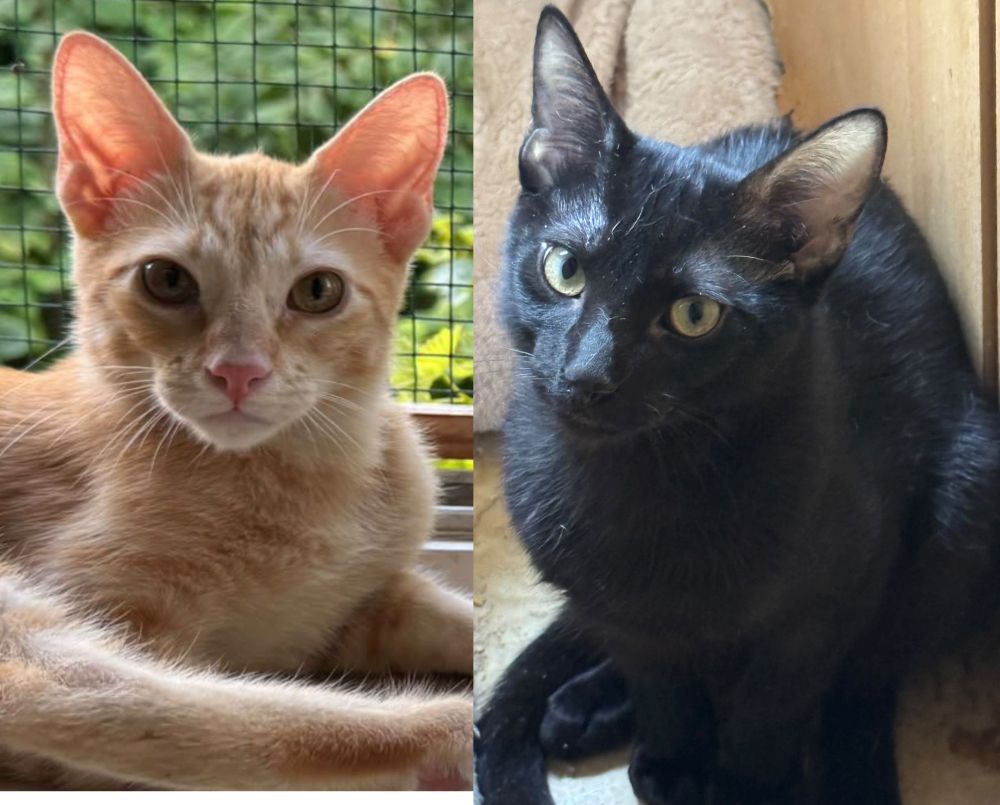 Topaz und Onyx, gemeinsam auf der Suche nach Iher Familie