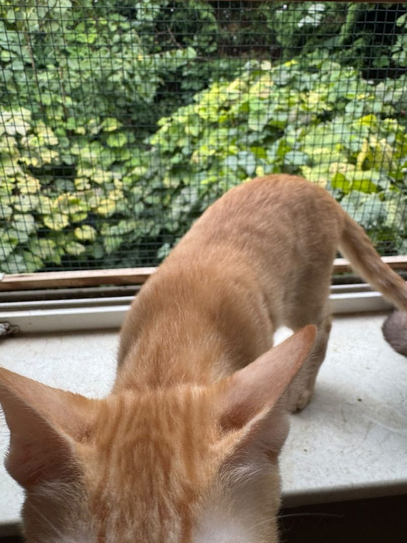 Topaz und Onyx, gemeinsam auf der Suche nach Iher Familie