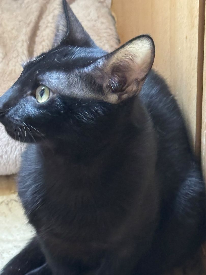Topaz und Onyx, gemeinsam auf der Suche nach Iher Familie