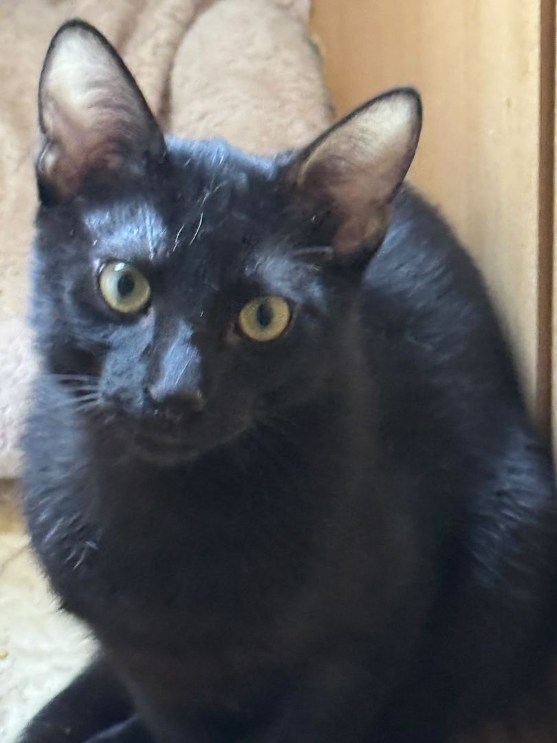 Topaz und Onyx, gemeinsam auf der Suche nach Iher Familie