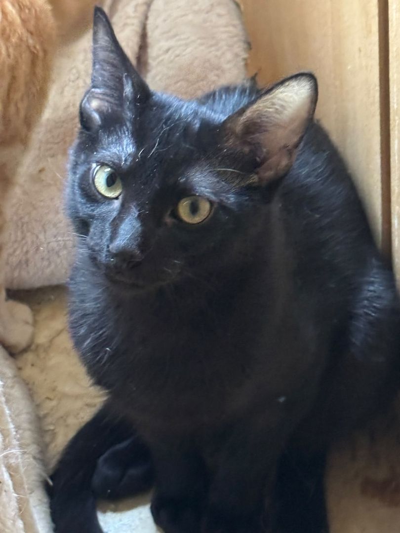 Topaz und Onyx, gemeinsam auf der Suche nach Iher Familie