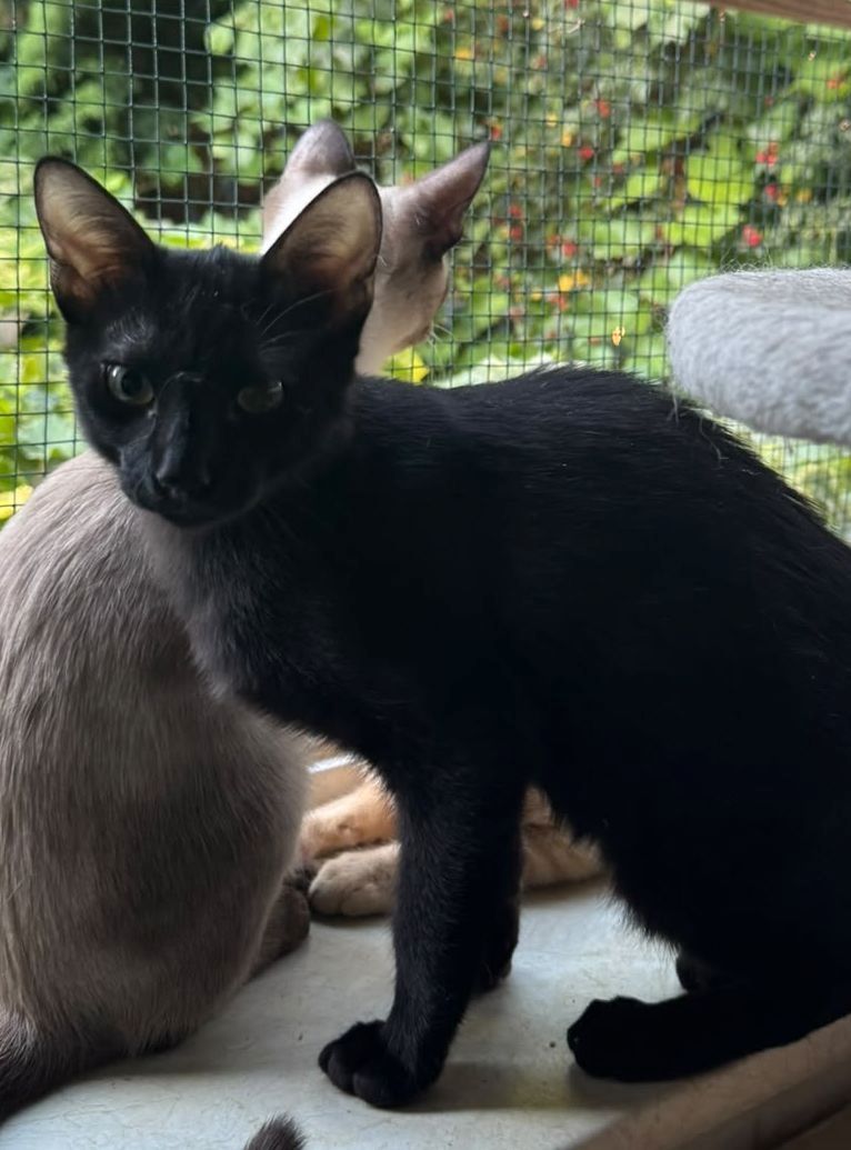 Topaz und Onyx, gemeinsam auf der Suche nach Iher Familie