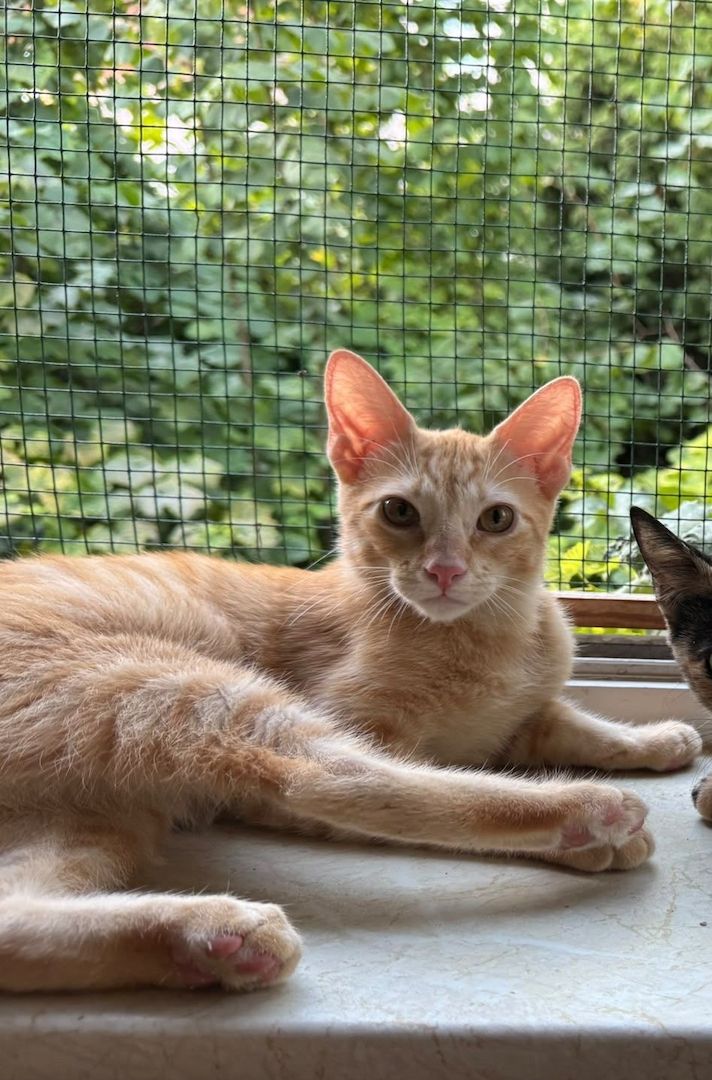 Topaz und Onyx, gemeinsam auf der Suche nach Iher Familie