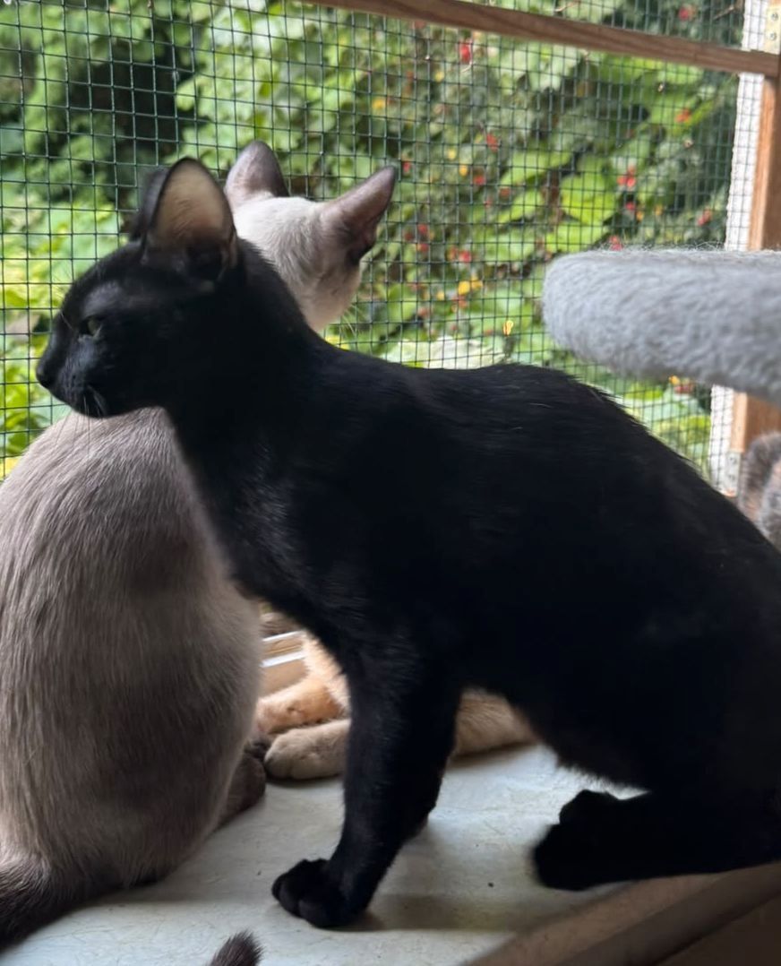 Topaz und Onyx, gemeinsam auf der Suche nach Iher Familie