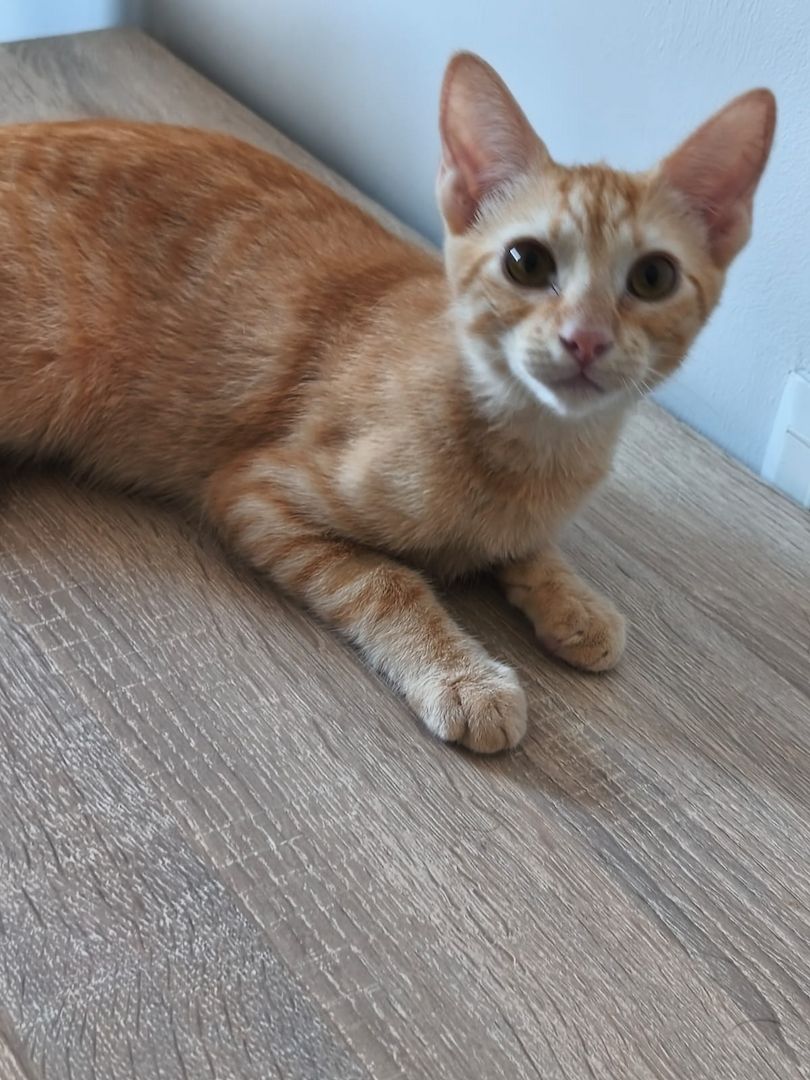 Topaz und Onyx, gemeinsam auf der Suche nach Iher Familie